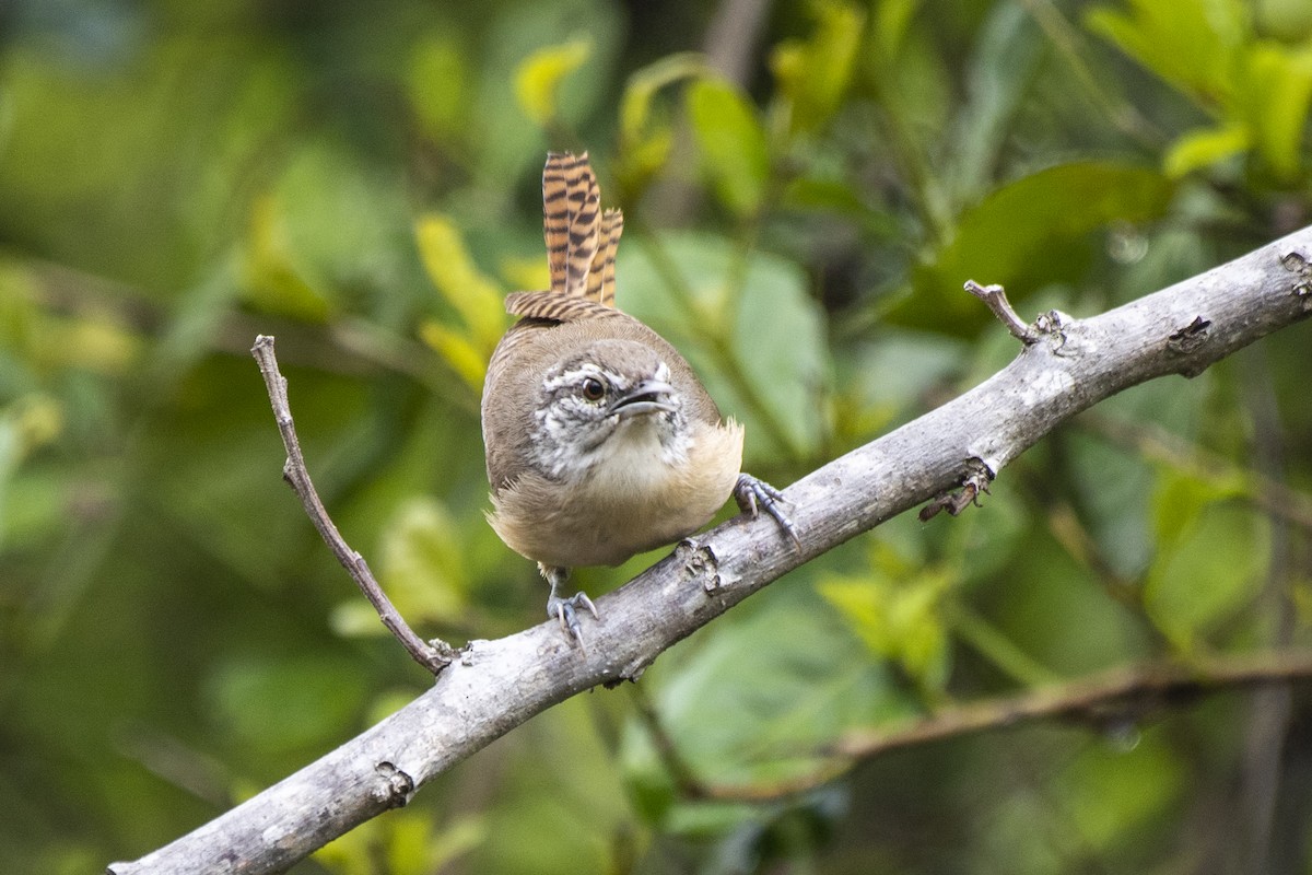 Fawn-breasted Wren - ML612137904