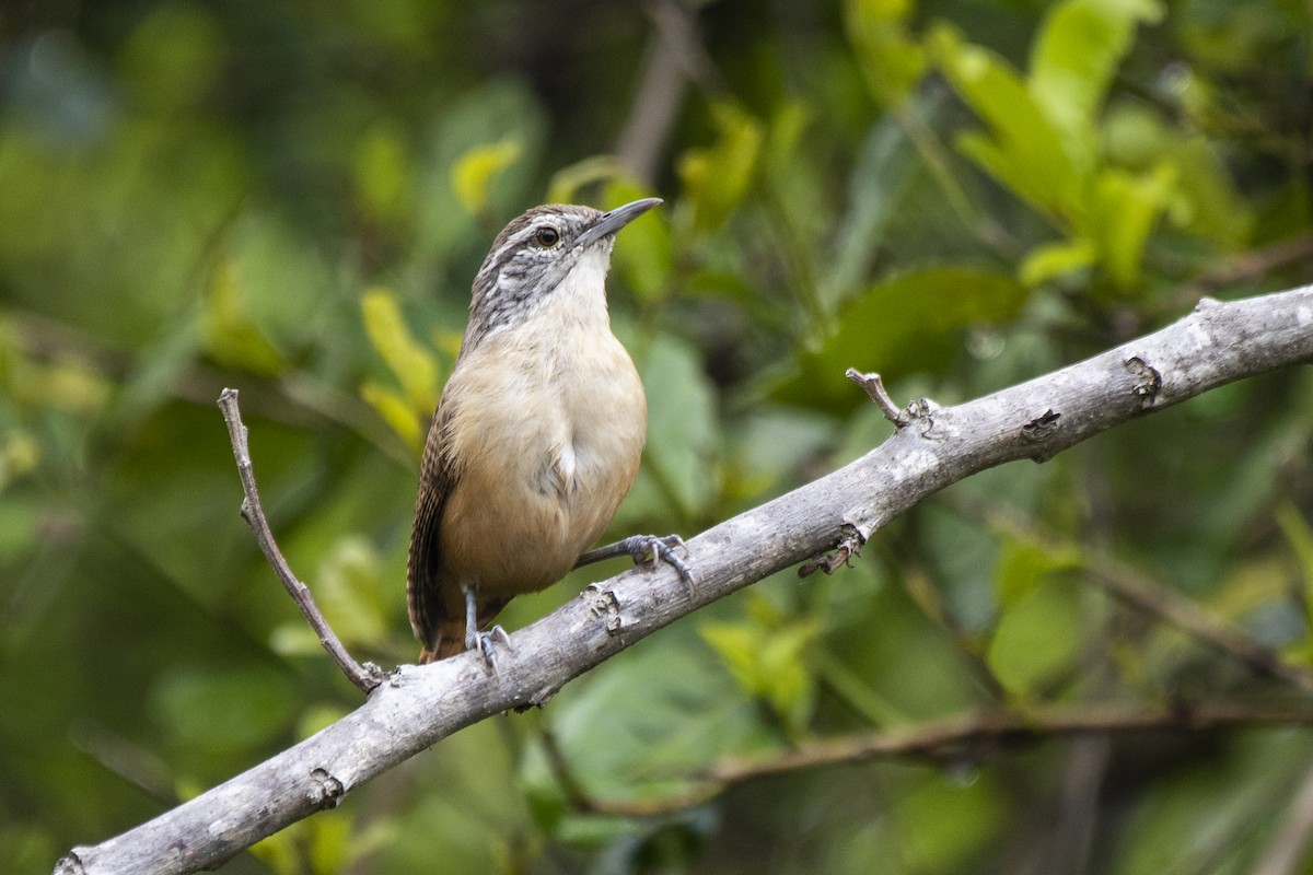 Fawn-breasted Wren - ML612137906