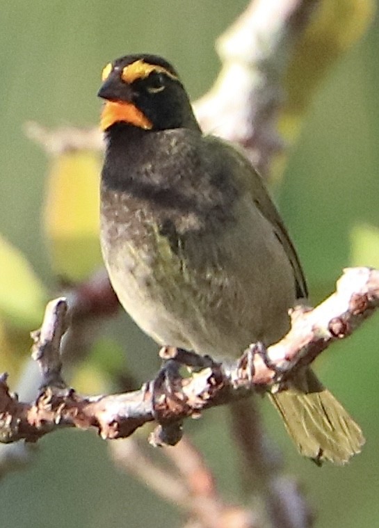 Goldbrauen-Gimpeltangare - ML612137926