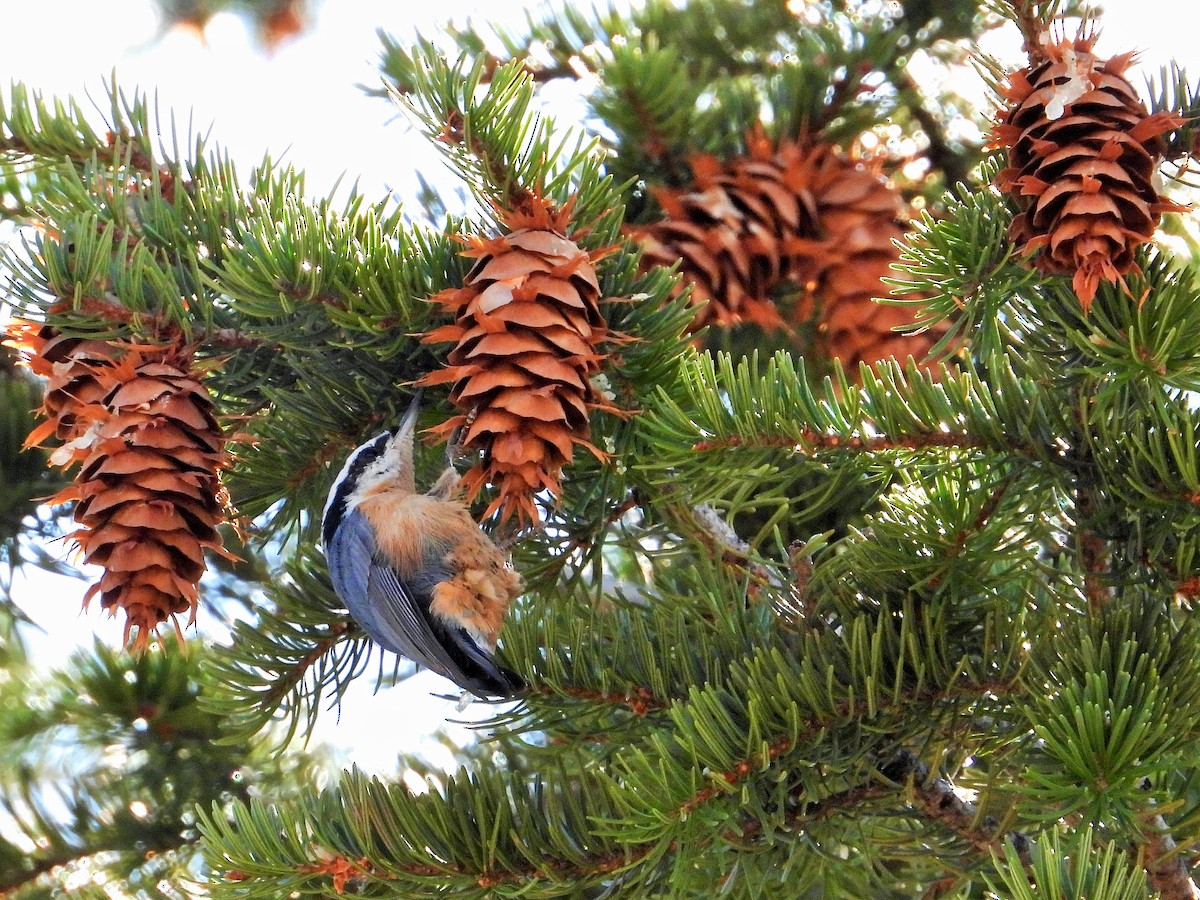 Red-breasted Nuthatch - ML612137946