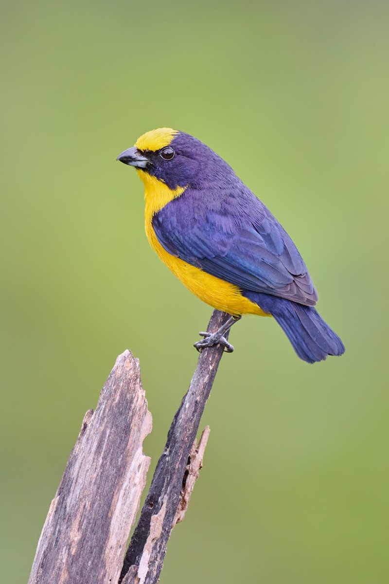 Thick-billed Euphonia - Sharif Uddin