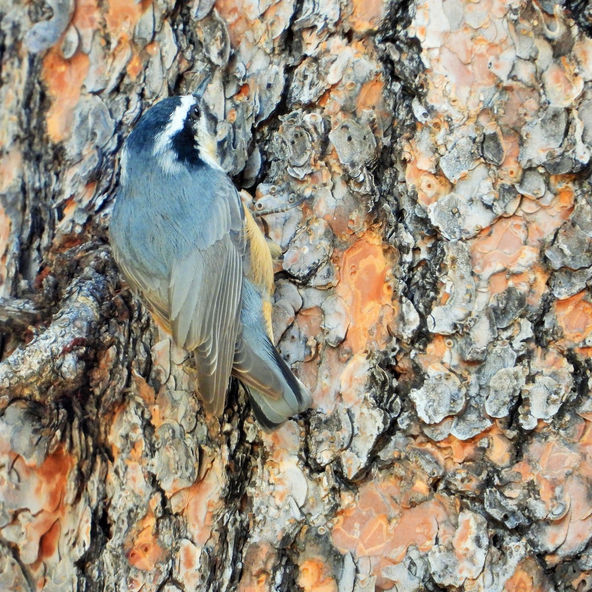Red-breasted Nuthatch - ML612137996