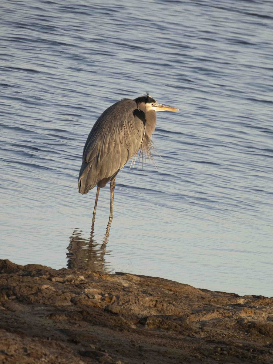 Garza Azulada - ML612138018