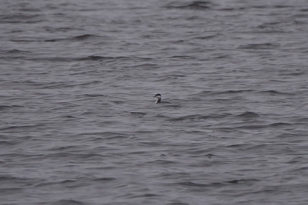 Horned Grebe - ML612138066