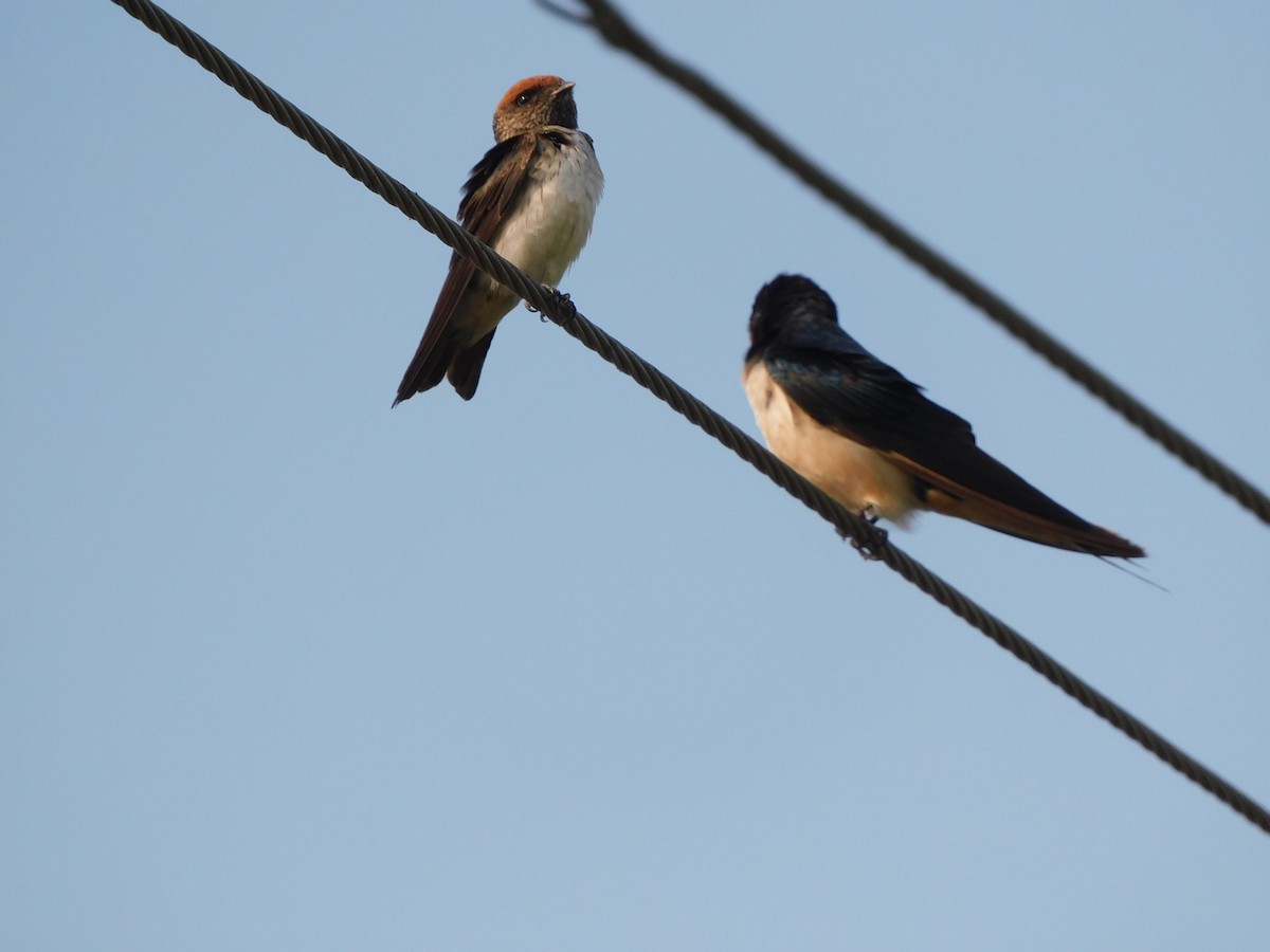 Barn Swallow - ML612138092