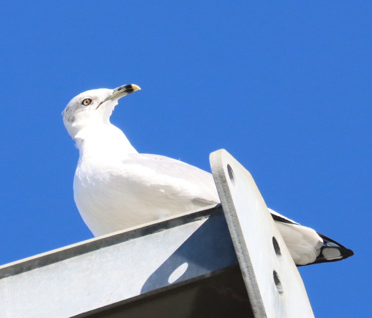 Ring-billed Gull - ML612138104