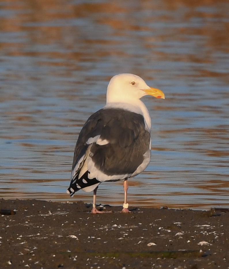 Western Gull - Joshua Greenfield