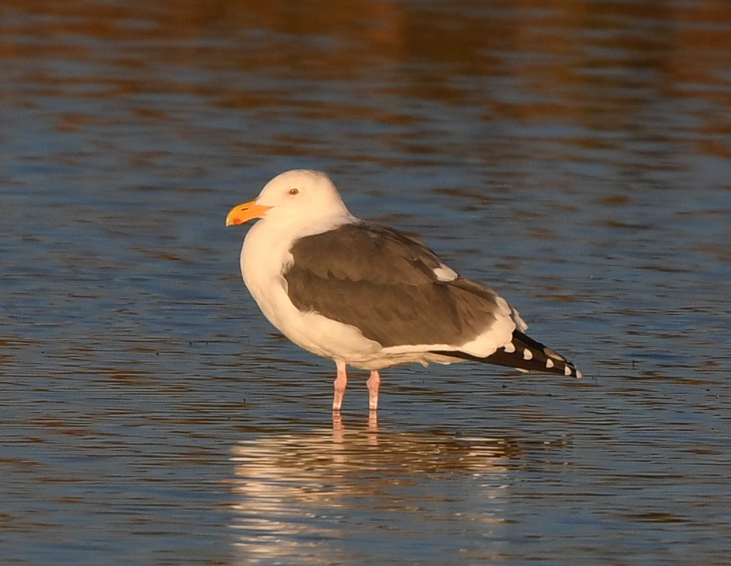 Western Gull - Joshua Greenfield