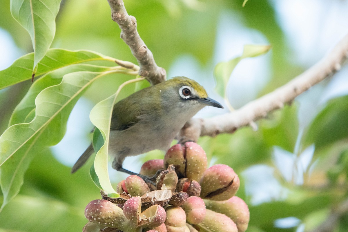 Christmas Island White-eye - ML612138129