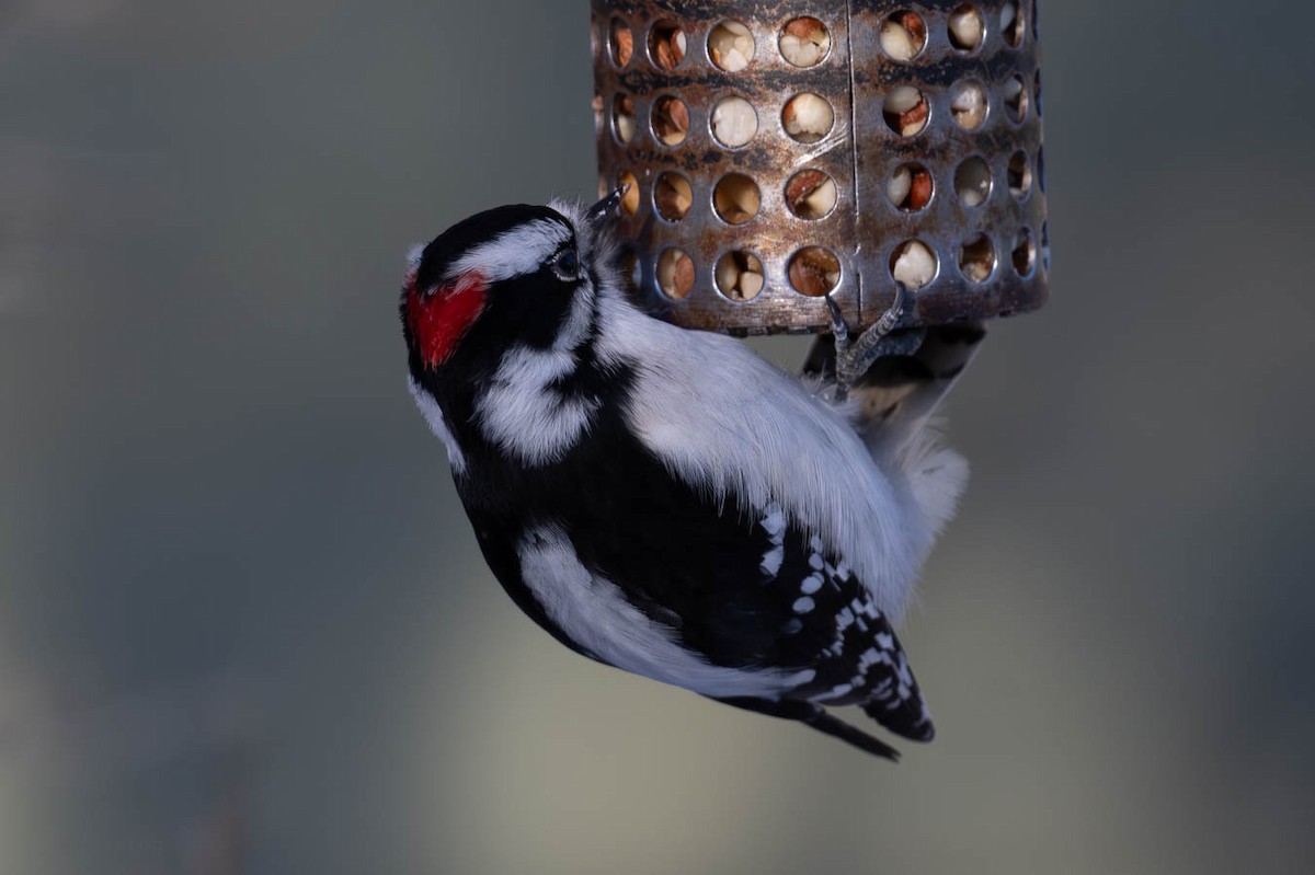 Downy Woodpecker - ML612138154