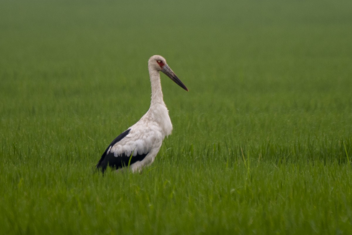 Maguari Stork - ML612138157