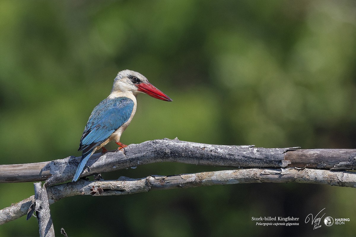 Stork-billed Kingfisher - ML612138161