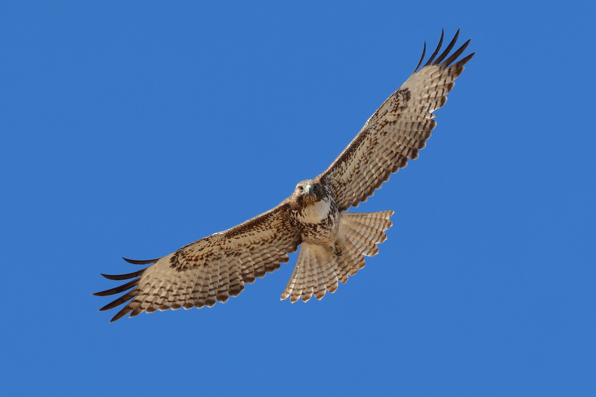 Red-tailed Hawk (calurus/alascensis) - ML612138172