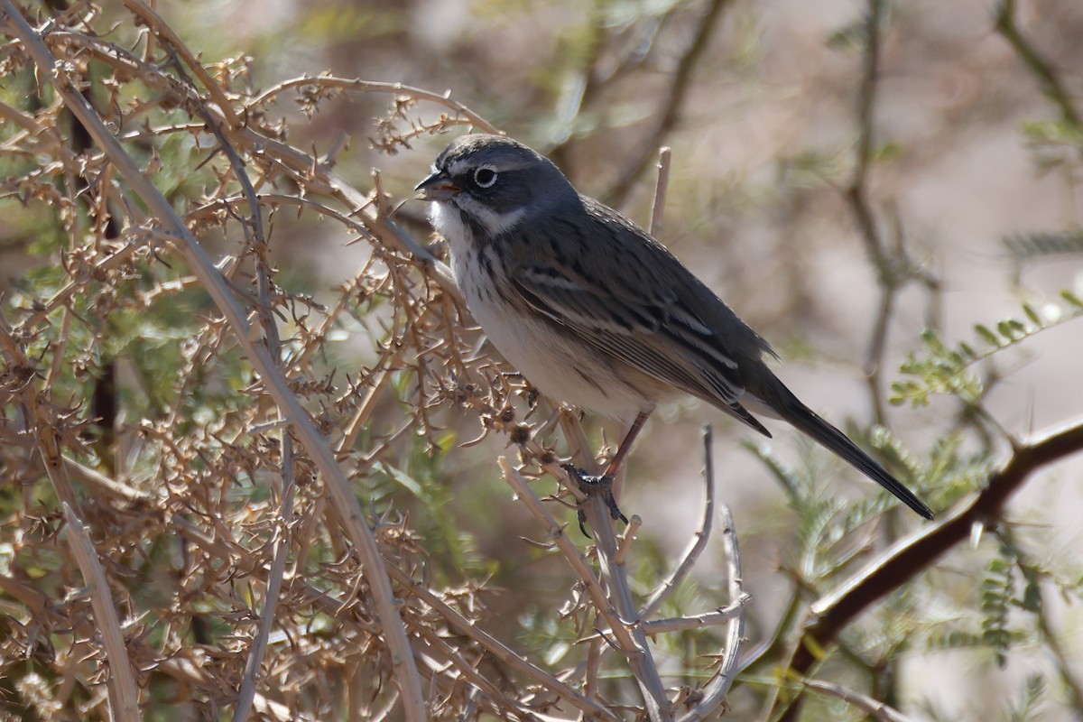 Sagebrush Sparrow - ML612138199