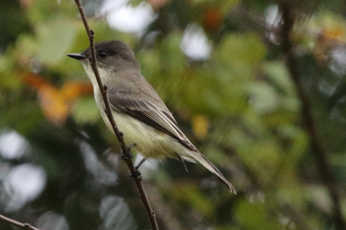 Eastern Phoebe - ML612138235
