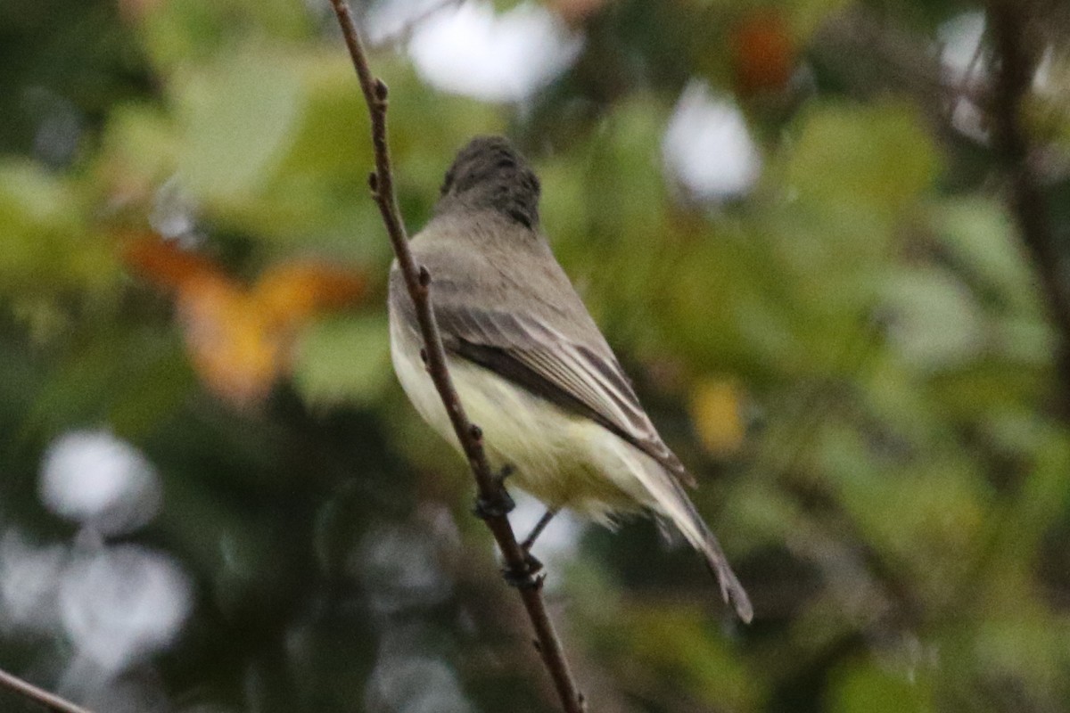 Eastern Phoebe - ML612138236