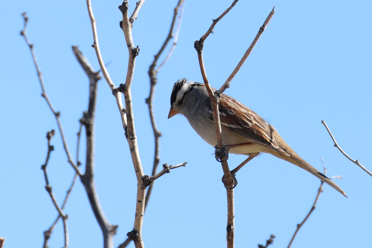 White-crowned Sparrow (Gambel's) - ML612138262