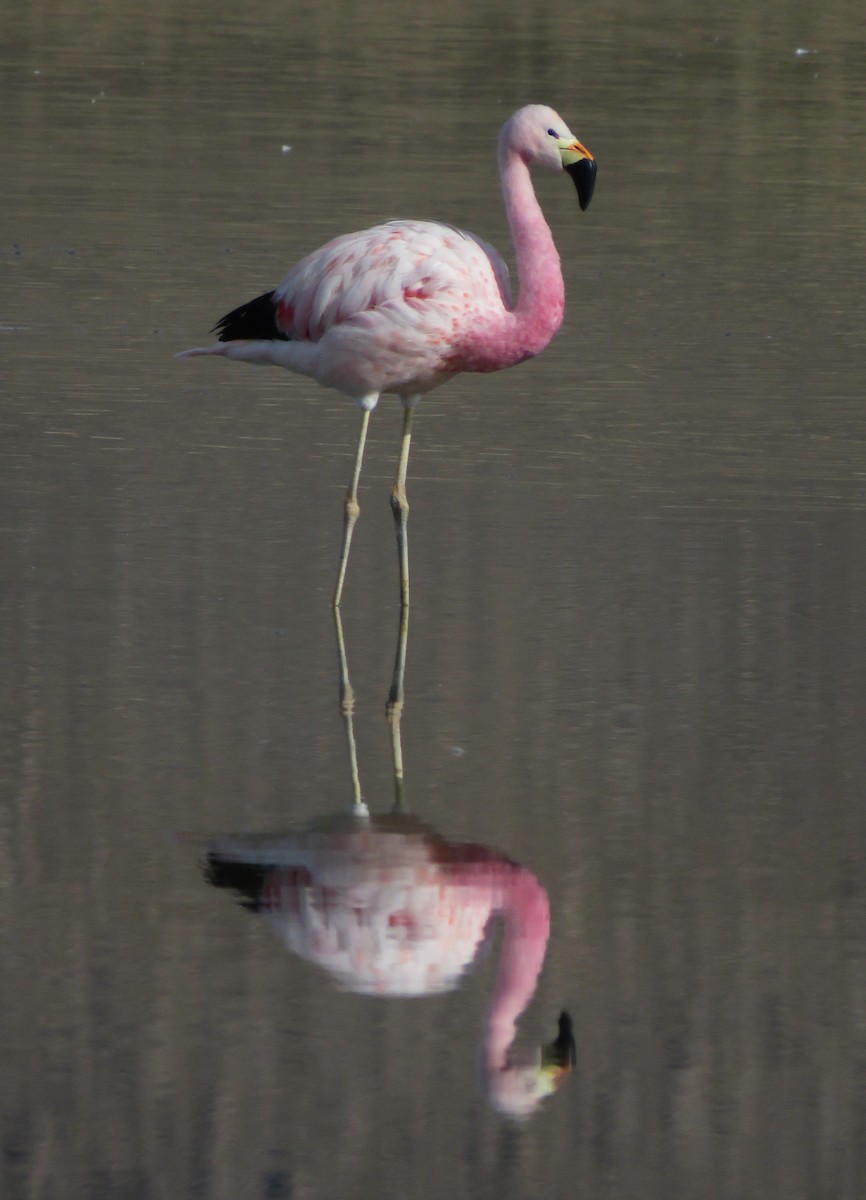 Andean Flamingo - ML612138271