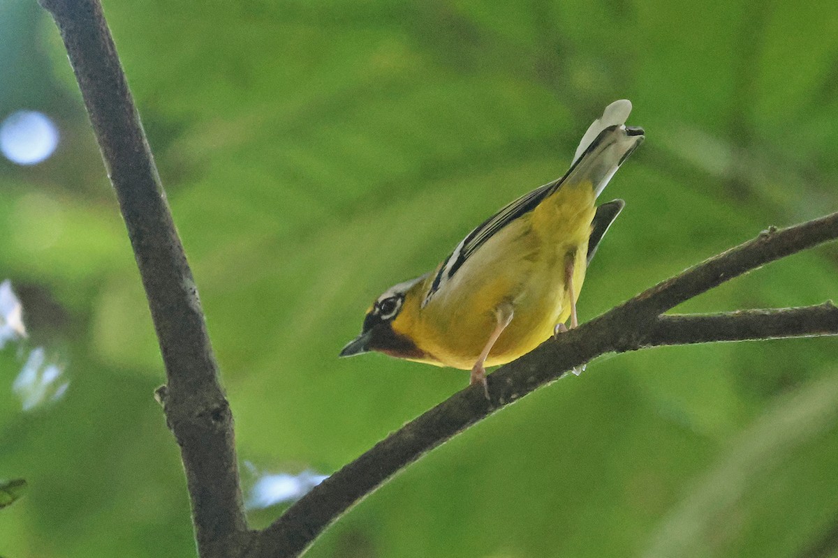 Clicking Shrike-Babbler (Clicking) - ML612138283