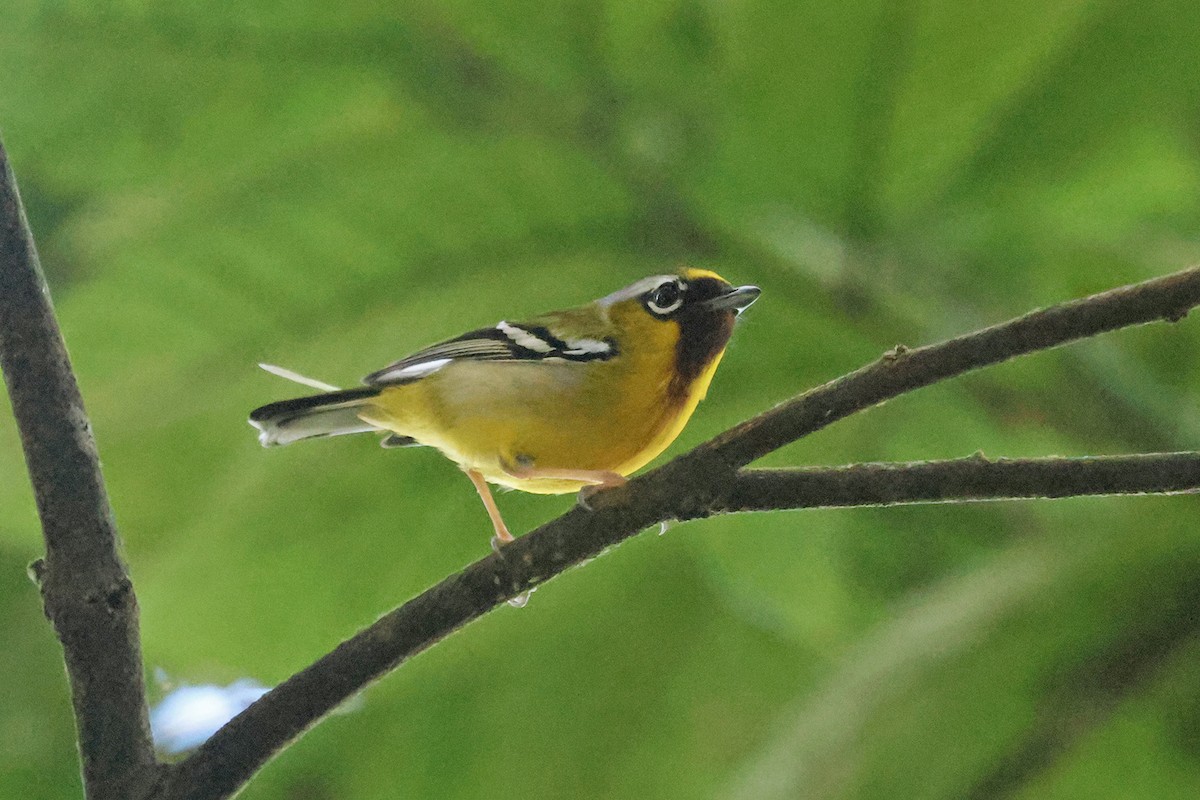 Clicking Shrike-Babbler (Clicking) - ML612138284