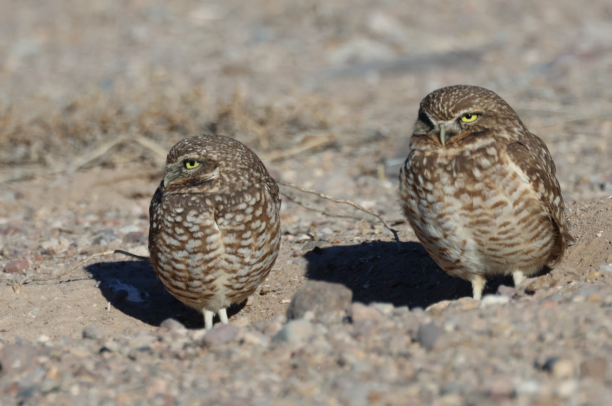 Burrowing Owl - ML612138297