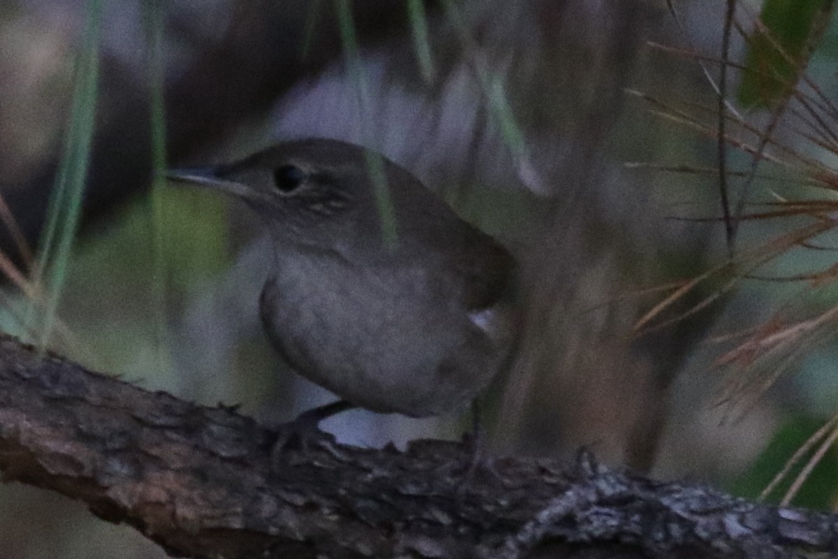 Northern House Wren - ML612138309