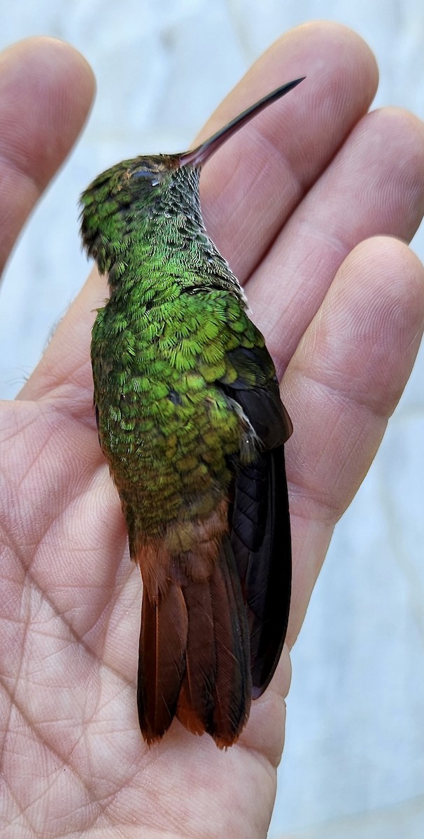 Rufous-tailed Hummingbird - ML612138322