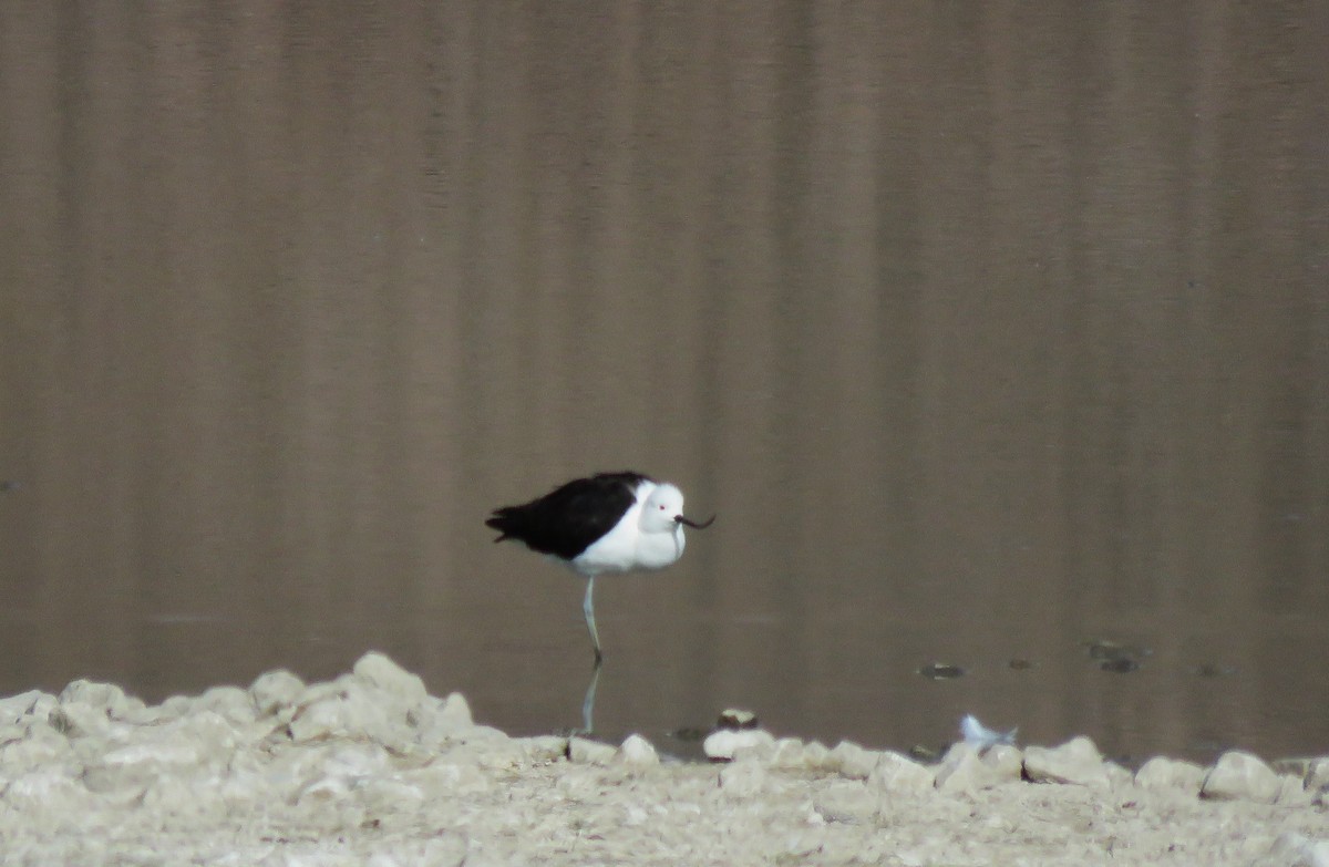 Andean Avocet - Francisco Leiva