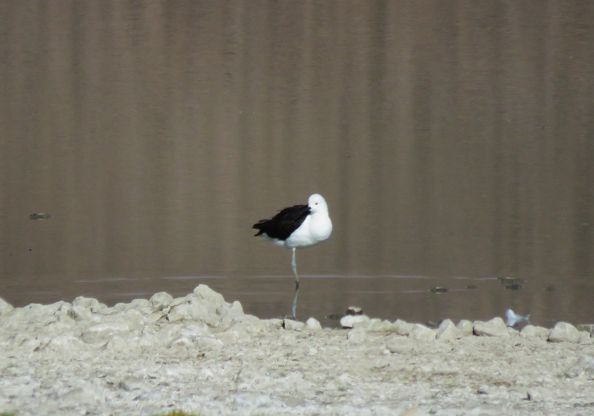 Andean Avocet - ML612138374