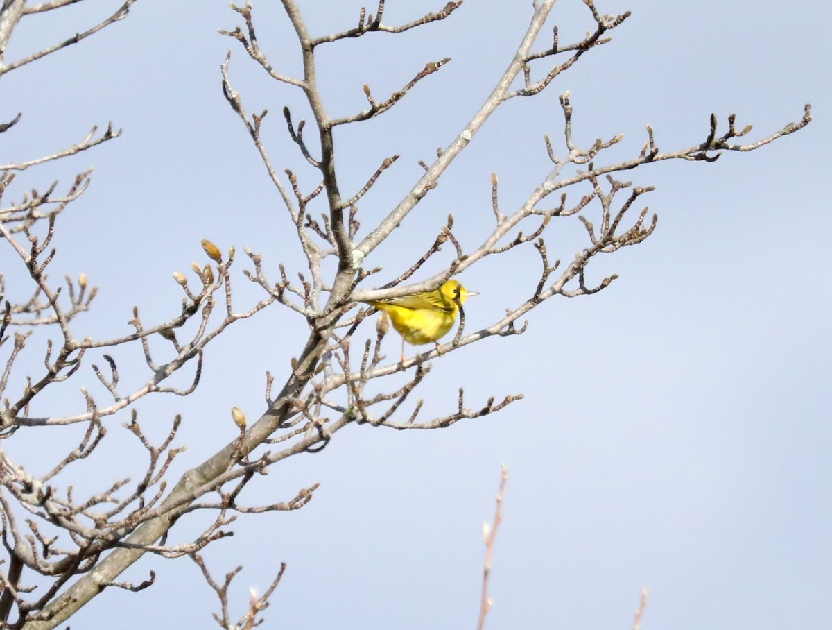 Yellow Warbler - ML612138375