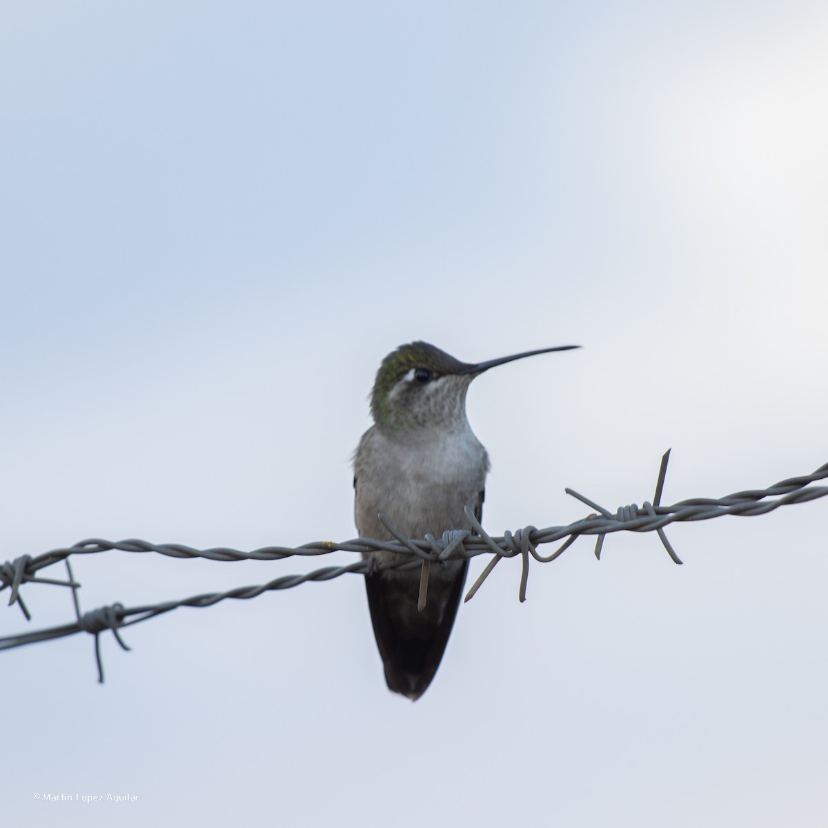 kolibřík skvostný - ML612138408