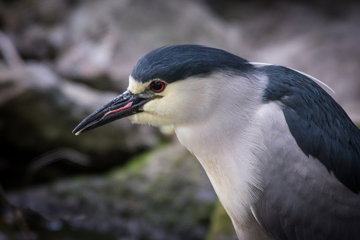 Black-crowned Night Heron - ML612138431