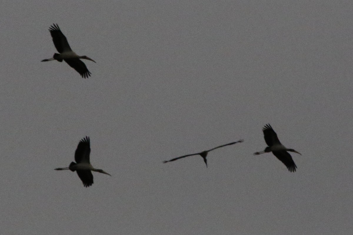 Wood Stork - ML612138440