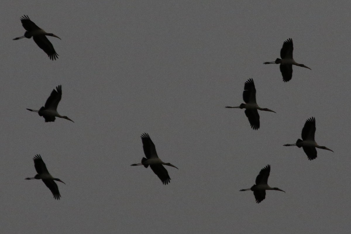 Wood Stork - ML612138441