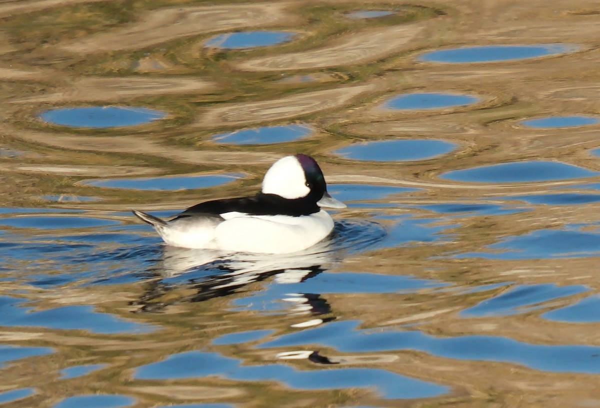 Bufflehead - ML612138453