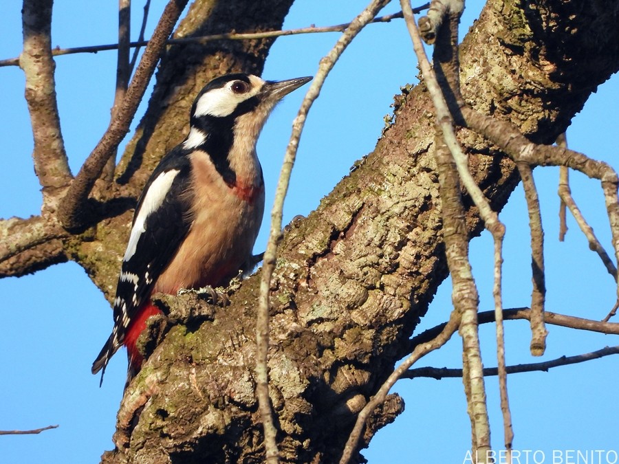 Great Spotted Woodpecker (Atlas) - Alberto Benito