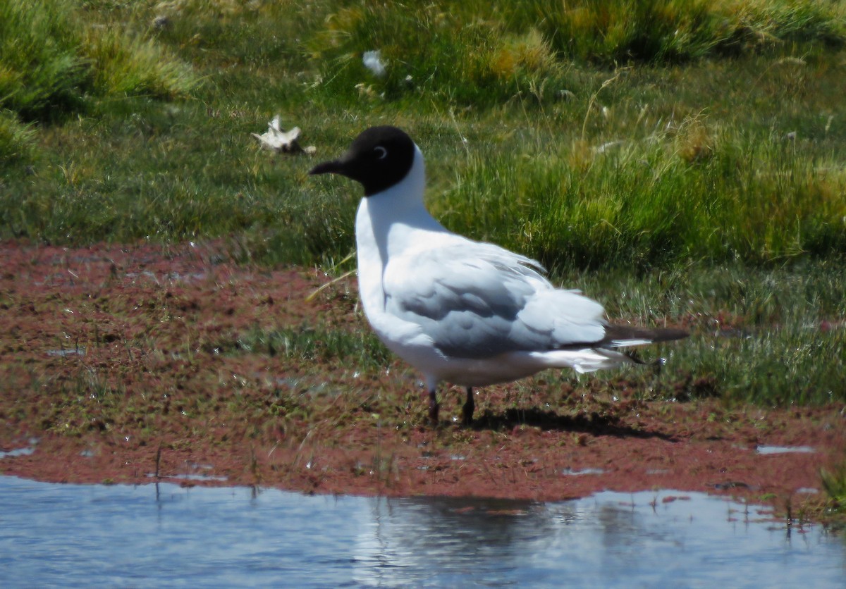 Mouette des Andes - ML612138559