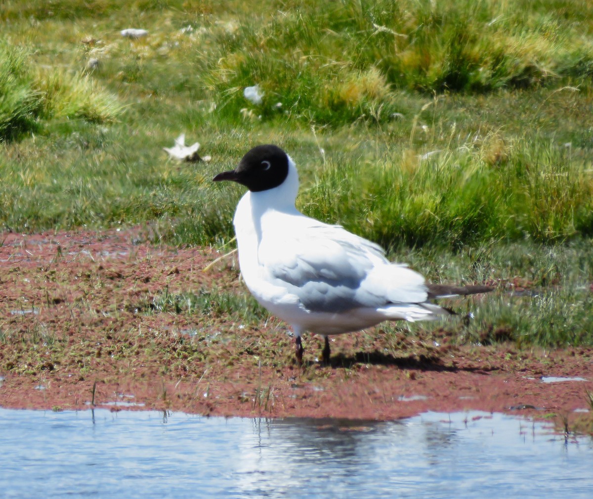 Andean Gull - ML612138560