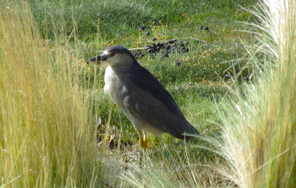 Black-crowned Night Heron - ML612138607