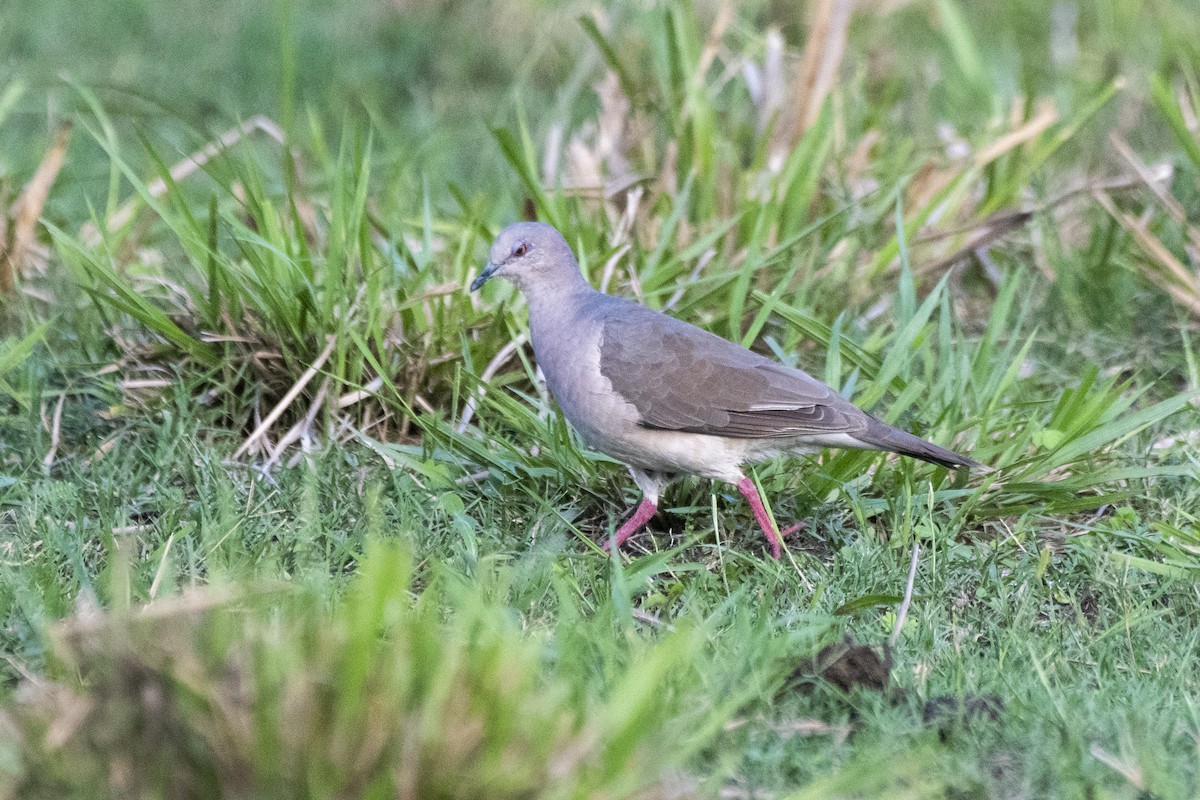 White-tipped Dove - ML612138647