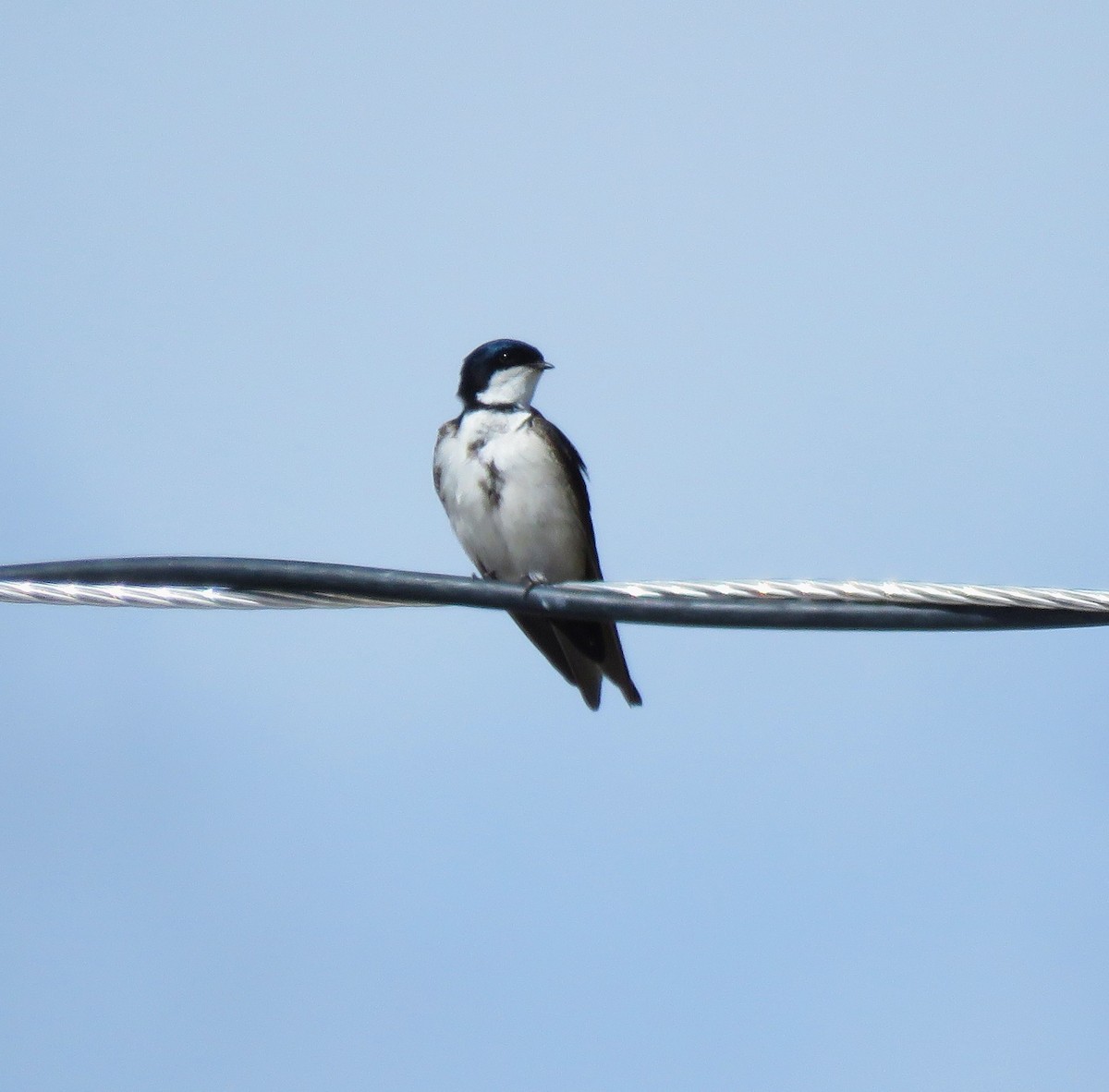 Blue-and-white Swallow - ML612138711