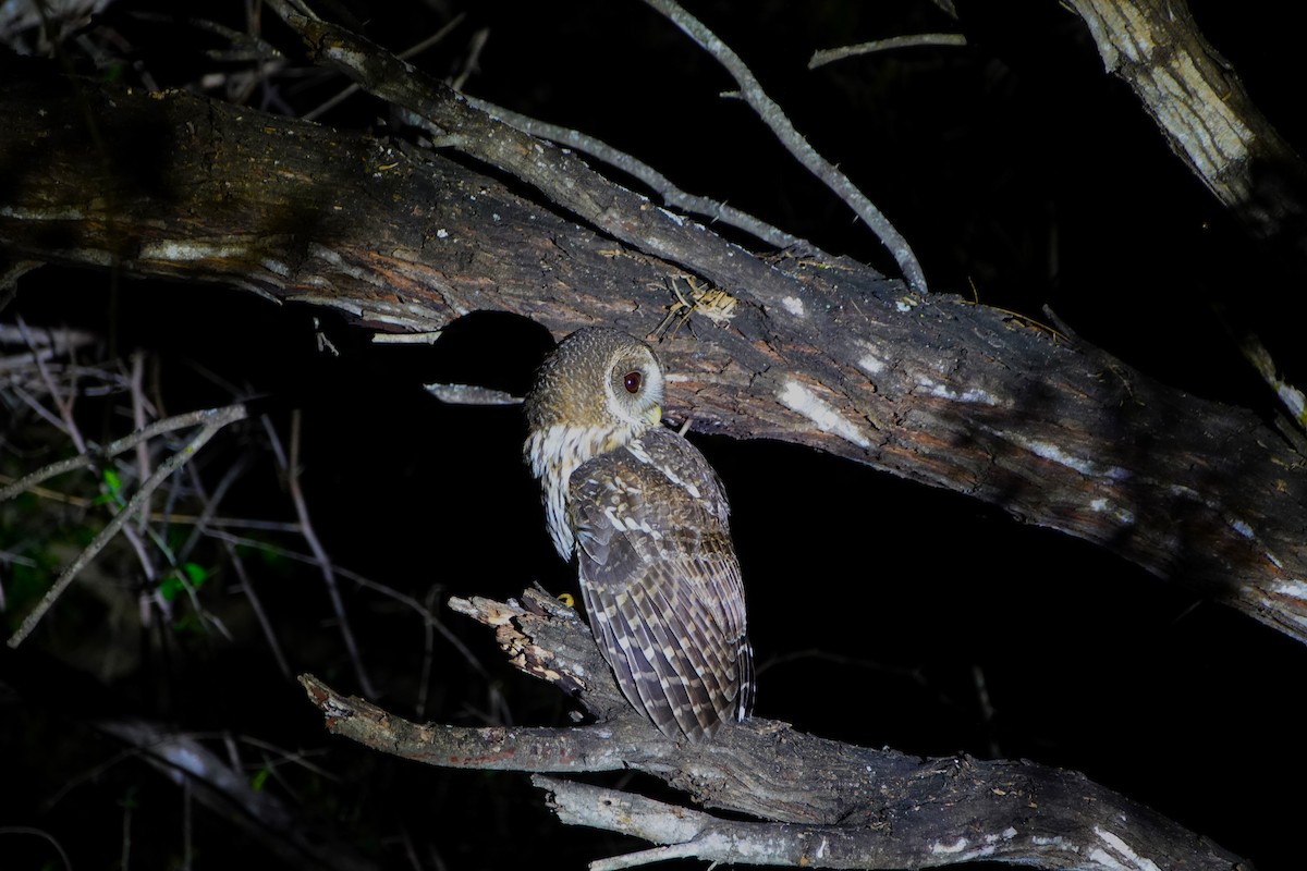 Mottled Owl - ML612138742