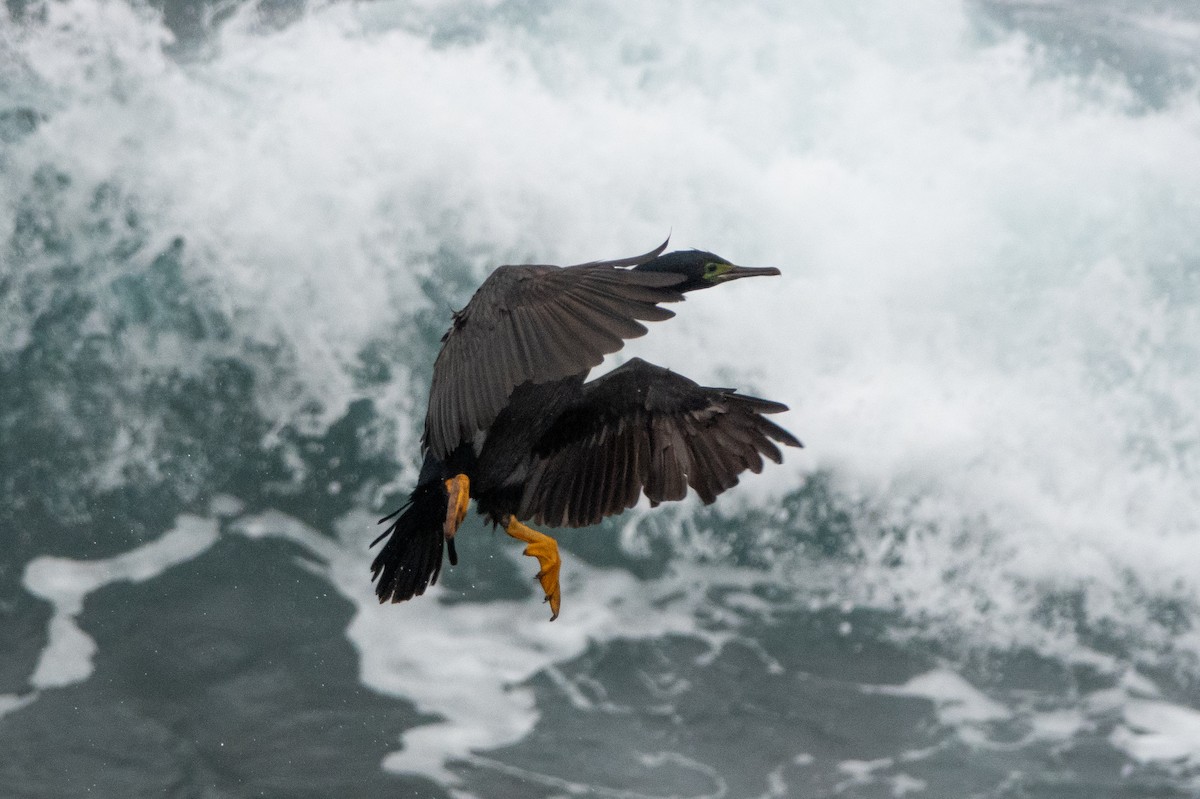 Pitt Island Shag - Faye Manning