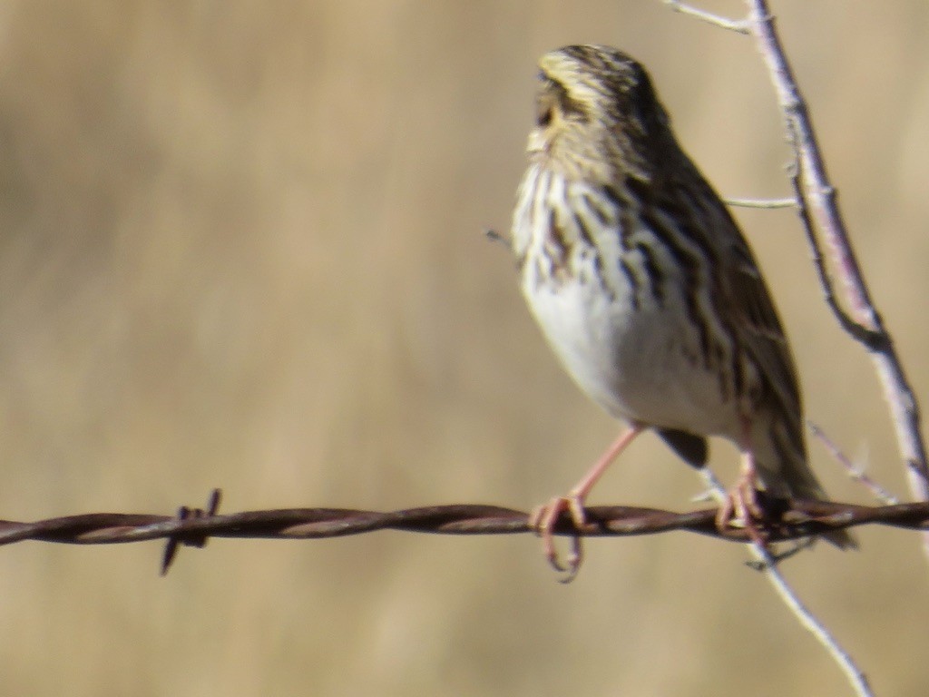 Savannah Sparrow - ML612138955