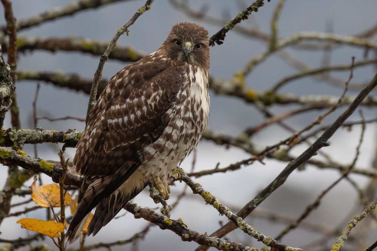 Red-tailed Hawk - ML612138980