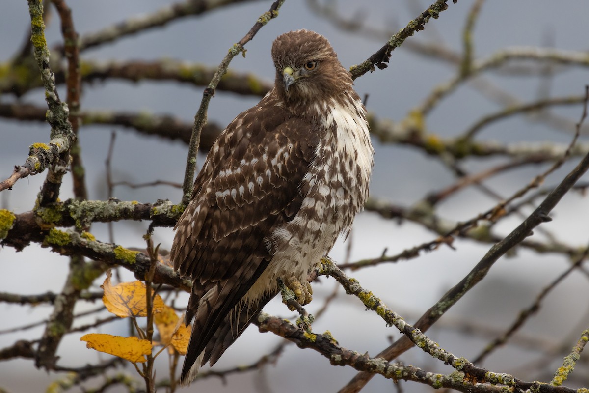 Red-tailed Hawk - ML612138993