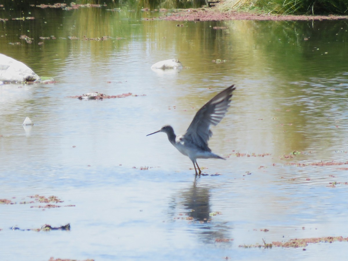 Greater Yellowlegs - ML612139010