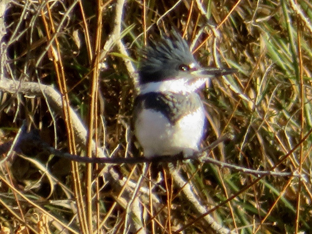 Belted Kingfisher - ML612139012