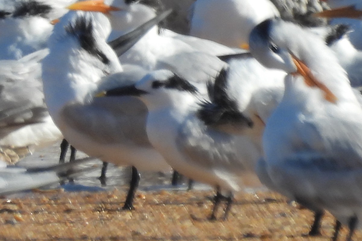 Sandwich Tern - ML612139037