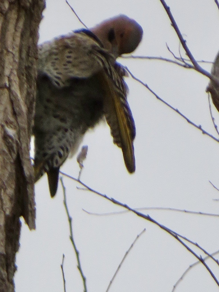 Northern Flicker - ML612139048